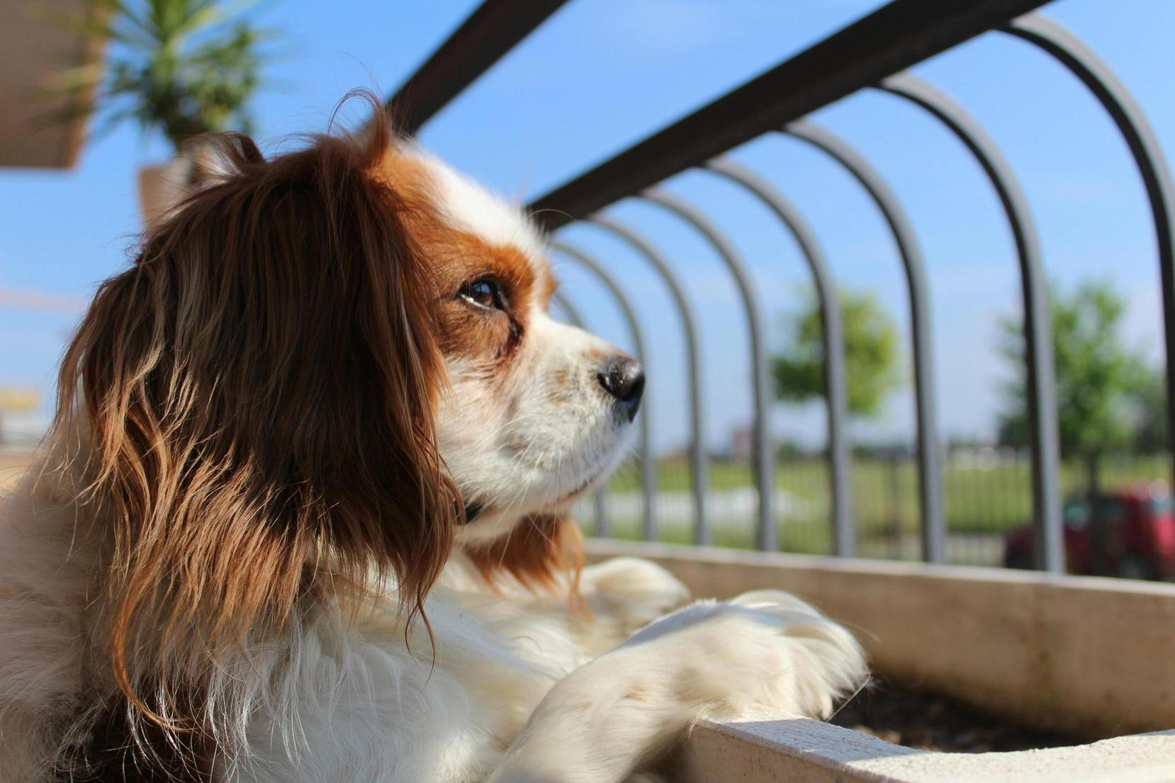 Cavalier King Charles Spaniel - one of the best dogs for apartments