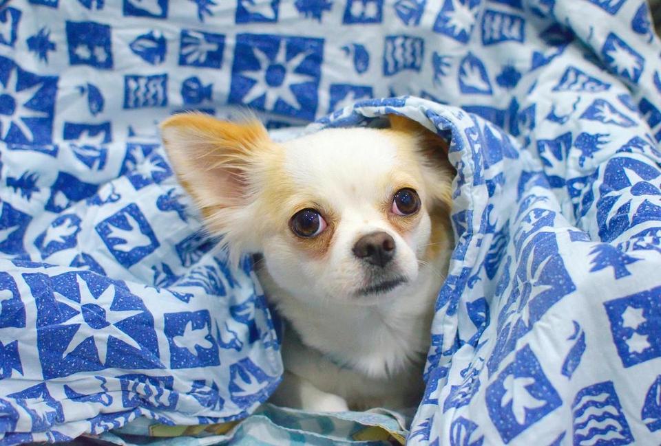 Chihuahua - one of the best dogs for apartments