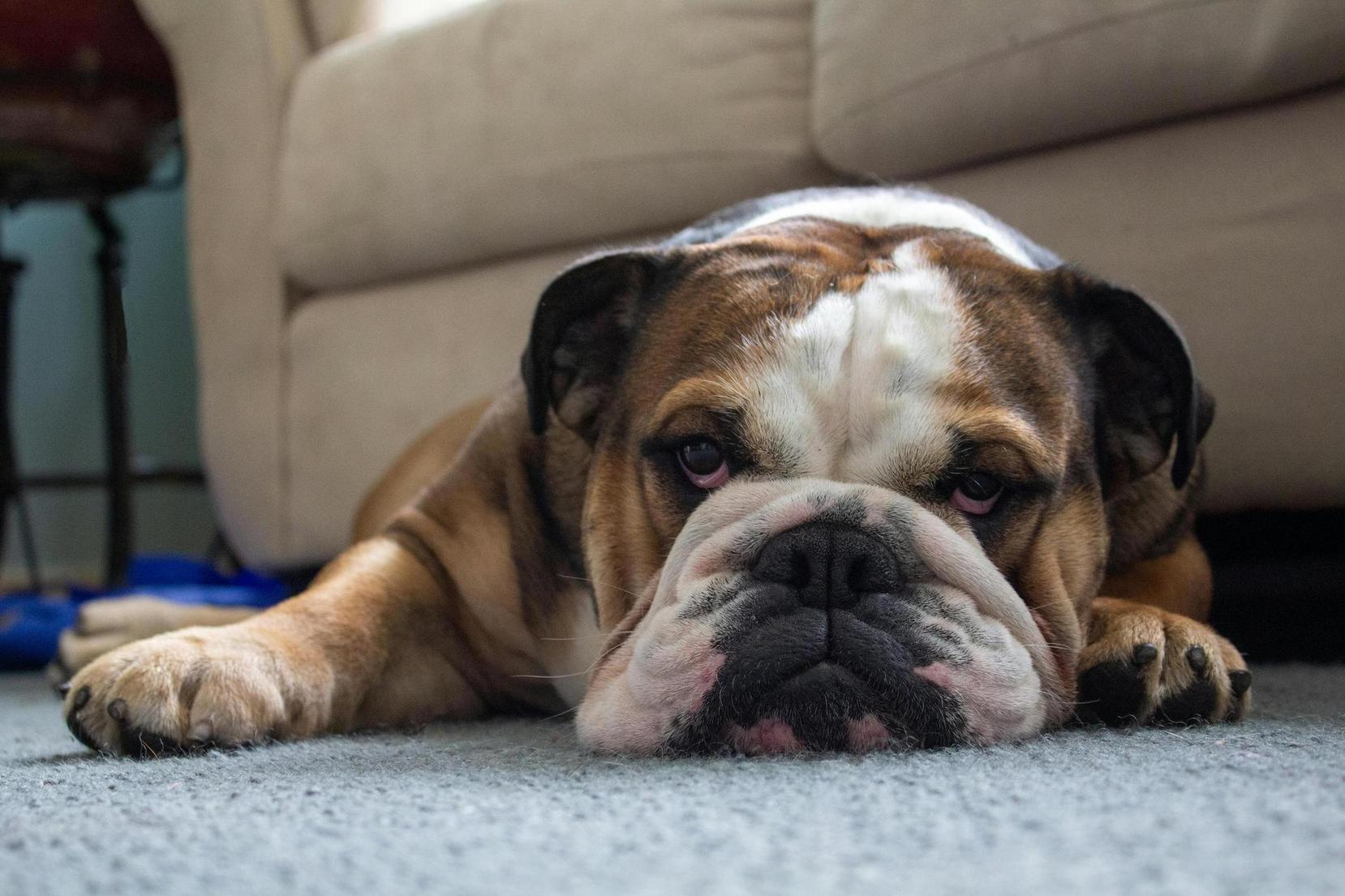 English Bulldog - one of the best dogs for apartments