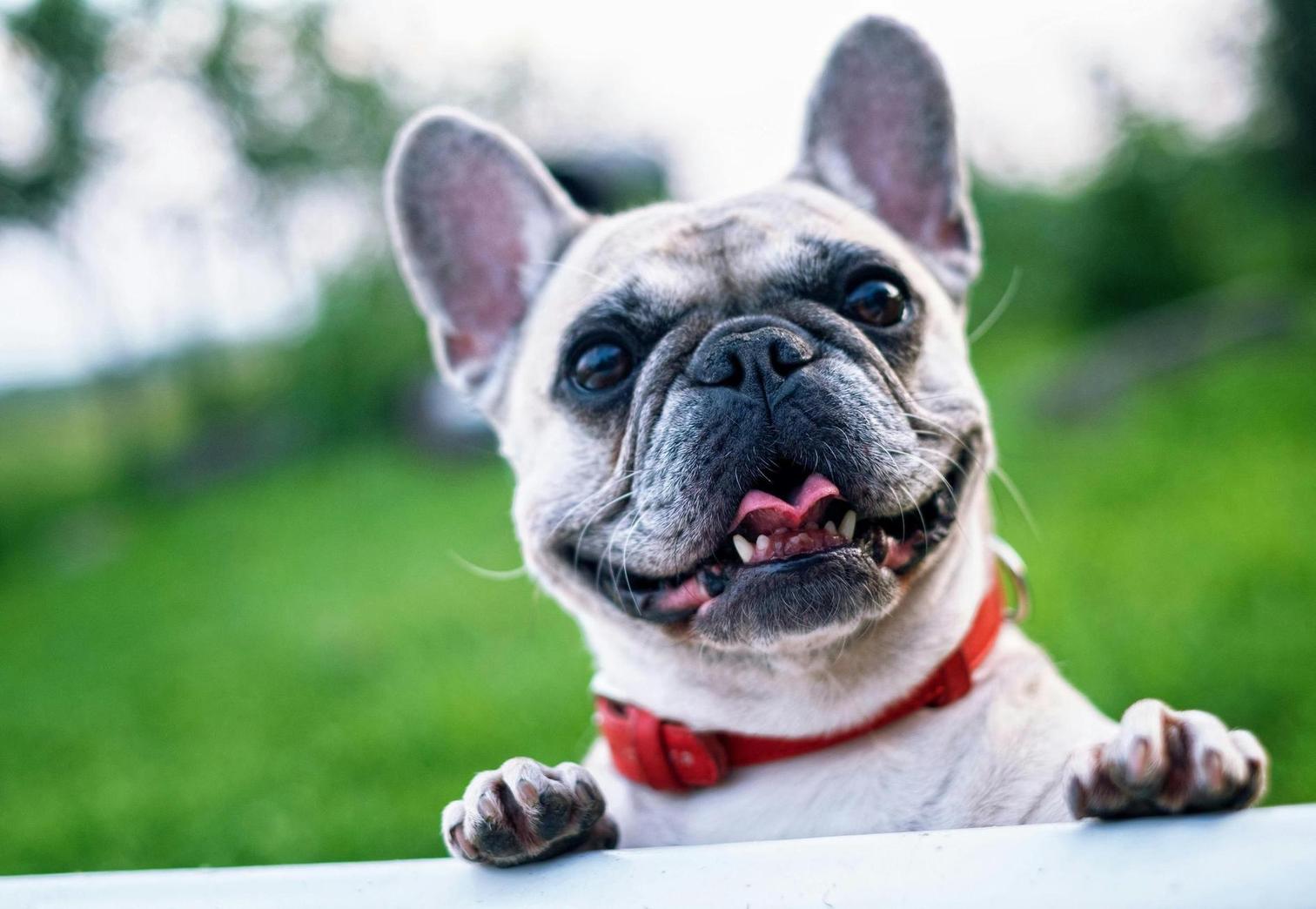 French Bulldog - one of the best dogs for apartments