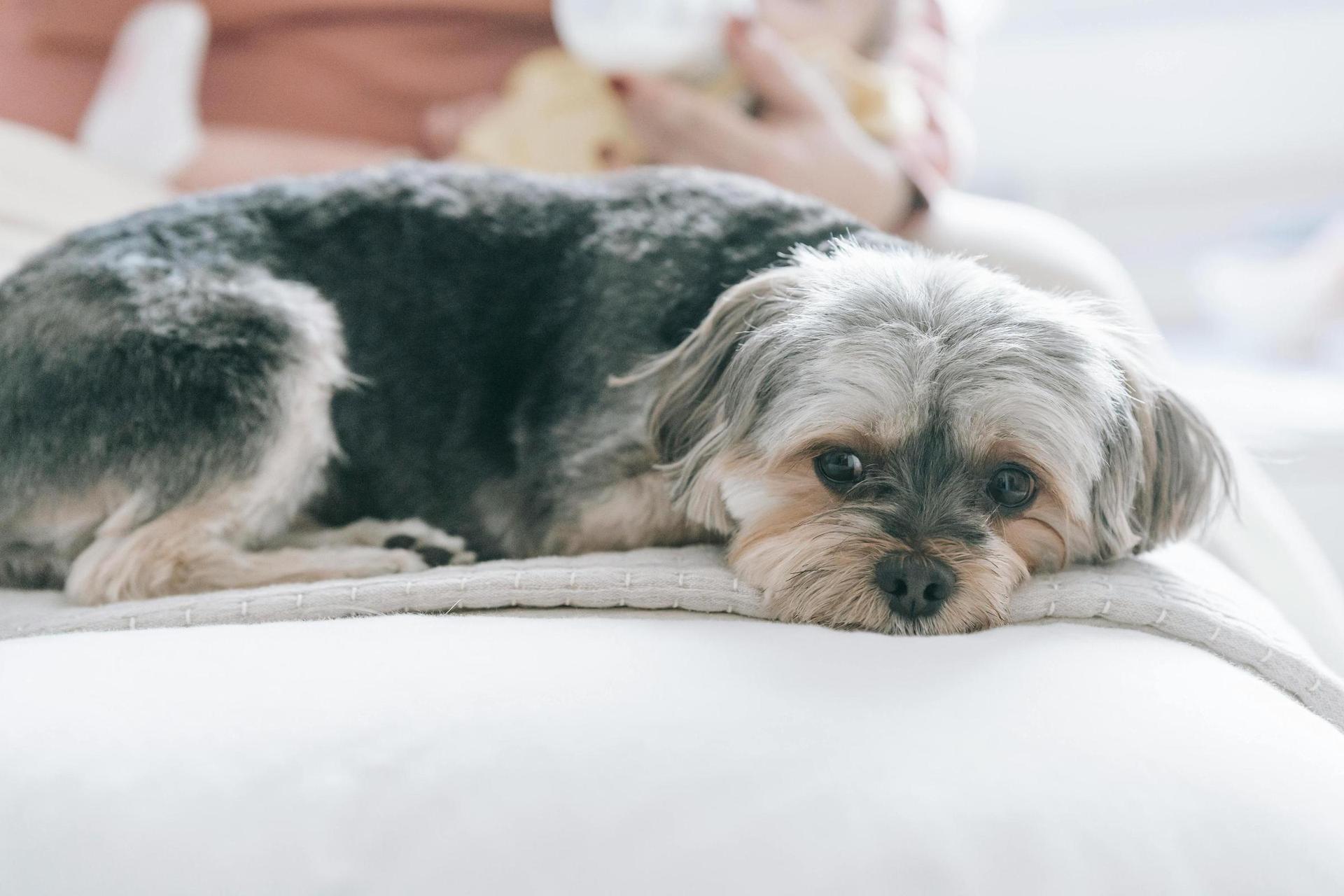 Maltese - one of the best dogs for apartments