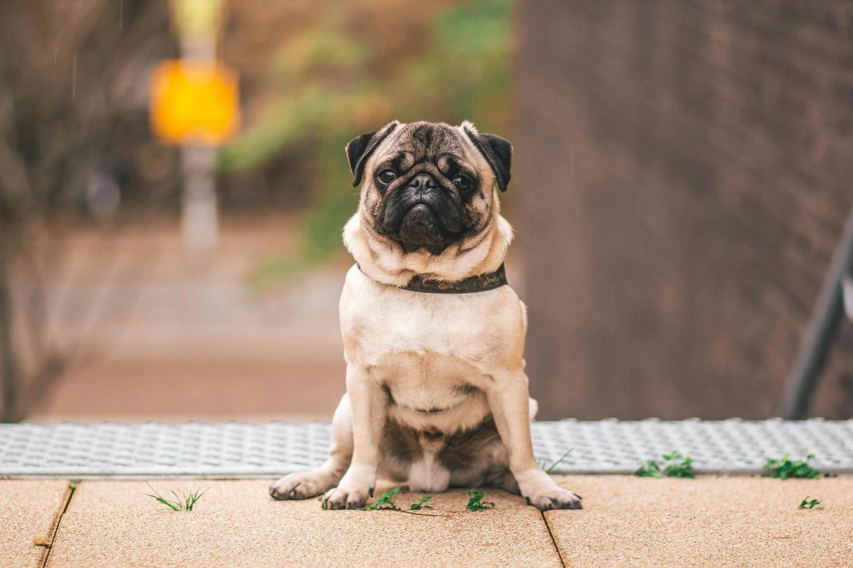 Pug - one of the best dogs for apartments