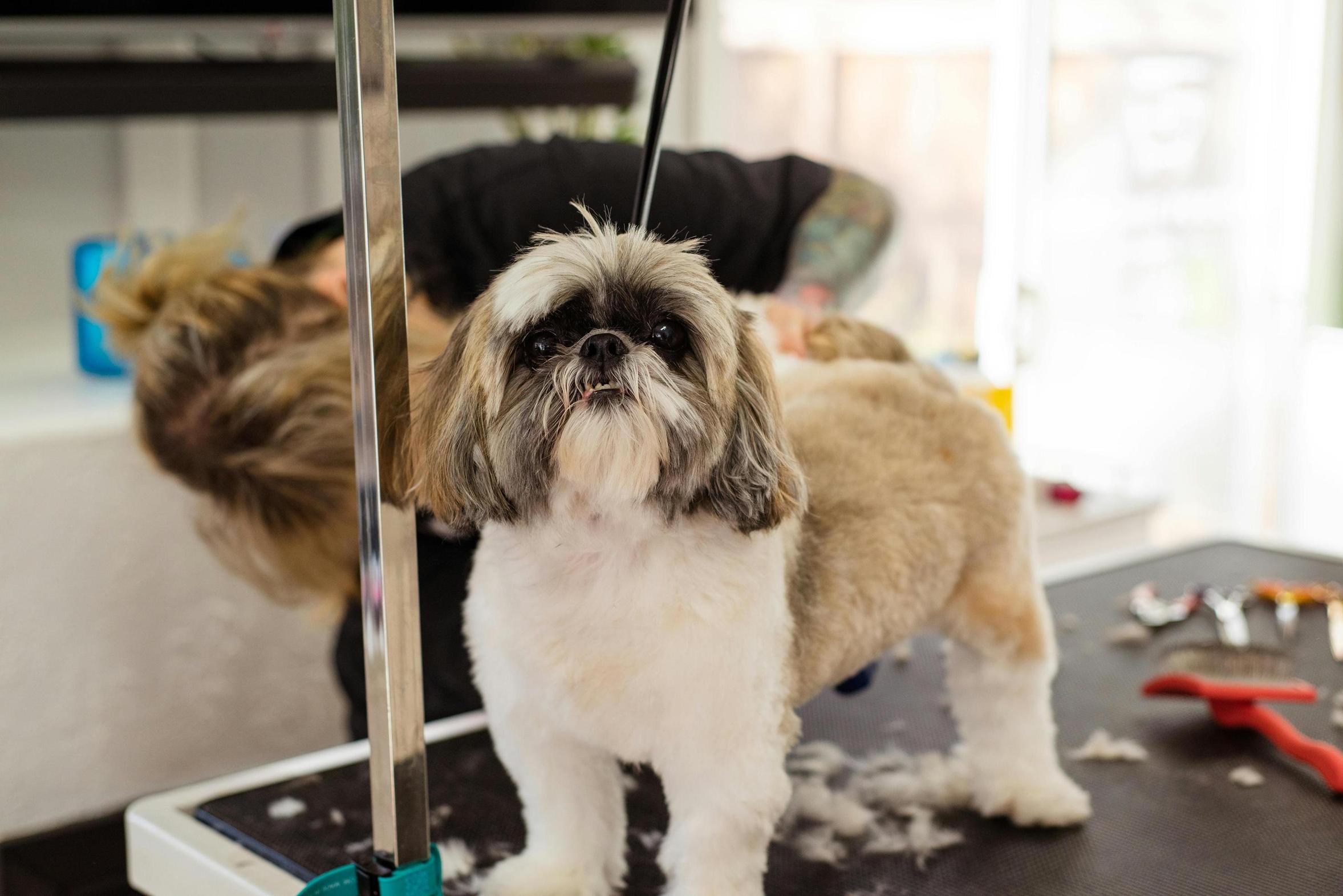 Shih Tzu - one of the best dogs for apartments